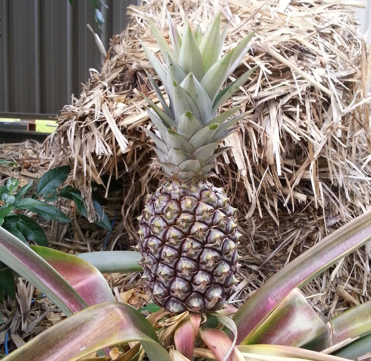 Pineapple